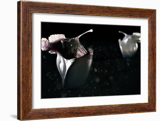 Deep Sea Anglerfish-Christian Darkin-Framed Photographic Print