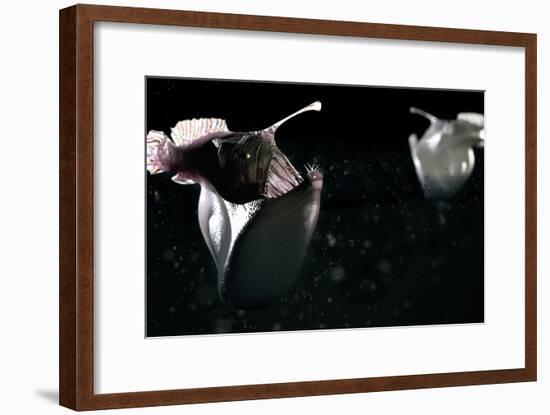 Deep Sea Anglerfish-Christian Darkin-Framed Photographic Print