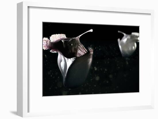 Deep Sea Anglerfish-Christian Darkin-Framed Photographic Print