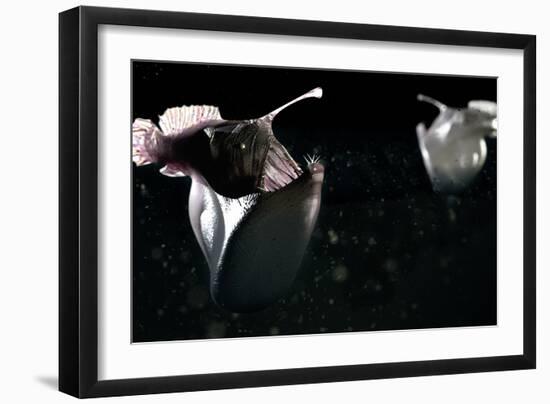 Deep Sea Anglerfish-Christian Darkin-Framed Photographic Print