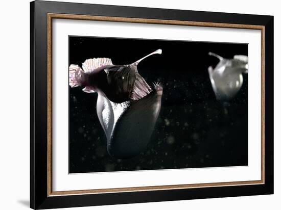 Deep Sea Anglerfish-Christian Darkin-Framed Photographic Print