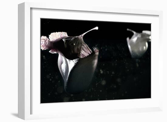 Deep Sea Anglerfish-Christian Darkin-Framed Photographic Print
