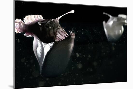 Deep Sea Anglerfish-Christian Darkin-Mounted Photographic Print