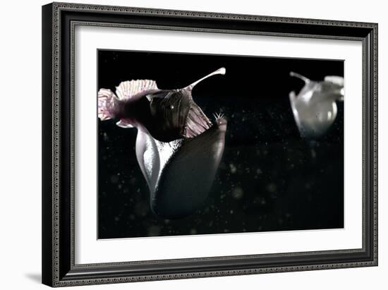 Deep Sea Anglerfish-Christian Darkin-Framed Photographic Print