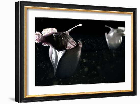 Deep Sea Anglerfish-Christian Darkin-Framed Photographic Print