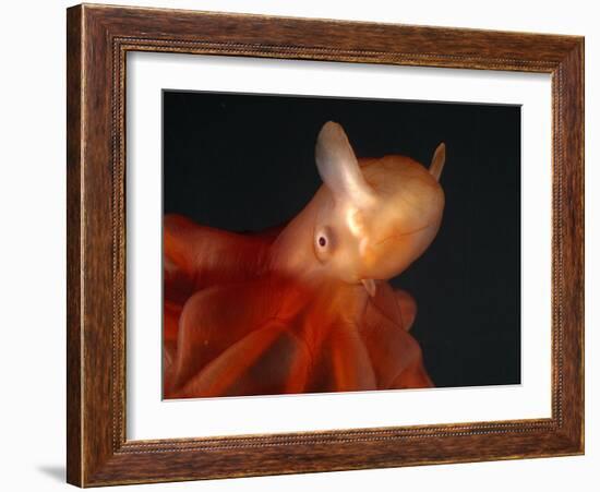 Deep Sea Cirrate Octopod, from 800M Depth, Atlantic-David Shale-Framed Photographic Print