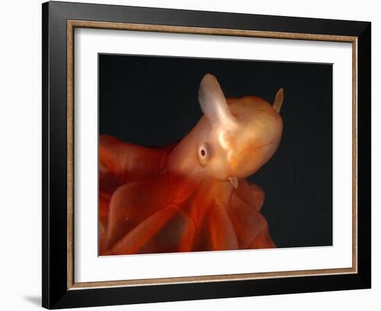 Deep Sea Cirrate Octopod, from 800M Depth, Atlantic-David Shale-Framed Photographic Print