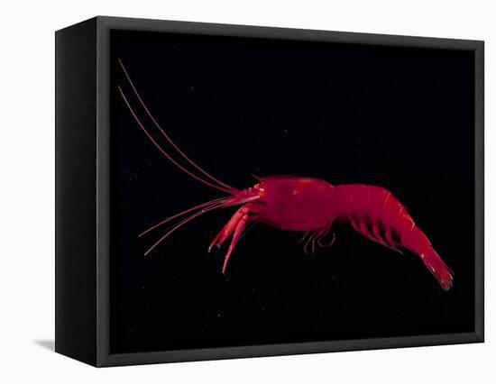 Deep Sea Decapod, Atlantic Ocean Photographed at Surface-David Shale-Framed Premier Image Canvas