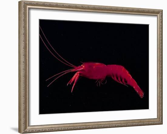 Deep Sea Decapod, Atlantic Ocean Photographed at Surface-David Shale-Framed Photographic Print