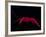 Deep Sea Decapod, Atlantic Ocean Photographed at Surface-David Shale-Framed Photographic Print