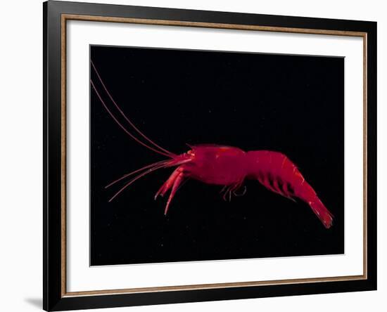 Deep Sea Decapod, Atlantic Ocean Photographed at Surface-David Shale-Framed Photographic Print