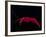 Deep Sea Decapod, Atlantic Ocean Photographed at Surface-David Shale-Framed Photographic Print