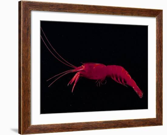 Deep Sea Decapod, Atlantic Ocean Photographed at Surface-David Shale-Framed Photographic Print