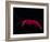 Deep Sea Decapod, Atlantic Ocean Photographed at Surface-David Shale-Framed Photographic Print