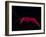 Deep Sea Decapod, Atlantic Ocean Photographed at Surface-David Shale-Framed Photographic Print