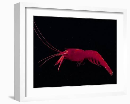 Deep Sea Decapod, Atlantic Ocean Photographed at Surface-David Shale-Framed Photographic Print