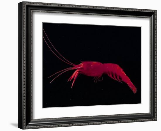 Deep Sea Decapod, Atlantic Ocean Photographed at Surface-David Shale-Framed Photographic Print