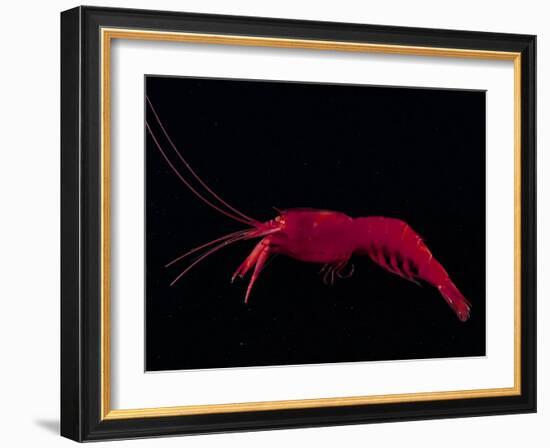 Deep Sea Decapod, Atlantic Ocean Photographed at Surface-David Shale-Framed Photographic Print