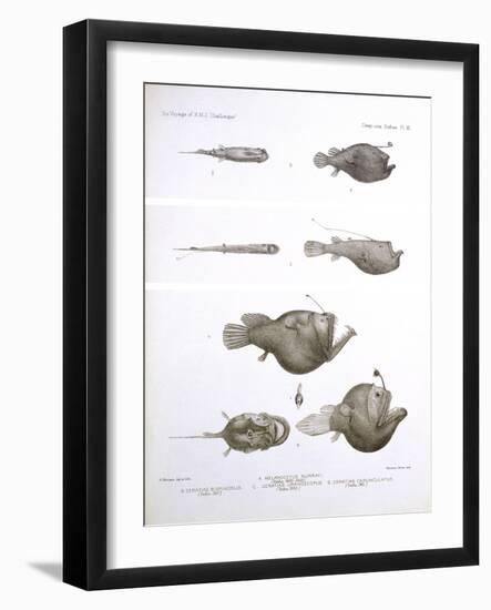 Deep Sea Fishes-Science Source-Framed Giclee Print