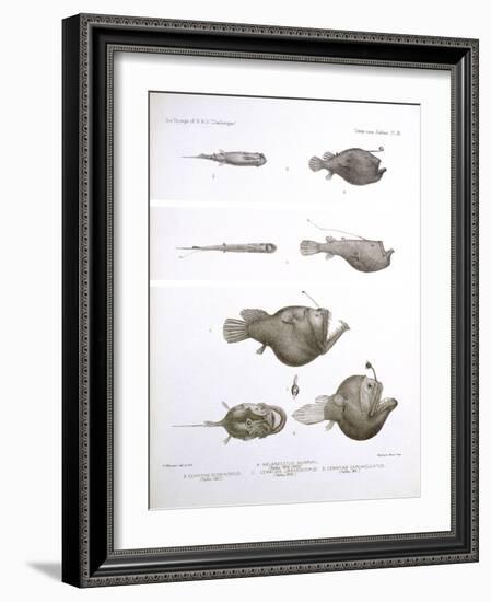 Deep Sea Fishes-Science Source-Framed Giclee Print