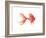 Deep Sea Red Fish-Sara Berrenson-Framed Art Print