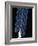 Deep Sea Siphonophore, Hydrozoan Cnidarian, 2503 Ft, Gulf of Maine-David Shale-Framed Photographic Print