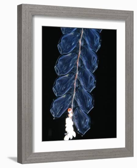 Deep Sea Siphonophore, Hydrozoan Cnidarian, 2503 Ft, Gulf of Maine-David Shale-Framed Photographic Print