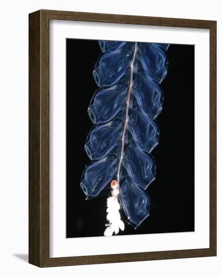 Deep Sea Siphonophore, Hydrozoan Cnidarian, 2503 Ft, Gulf of Maine-David Shale-Framed Photographic Print