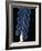 Deep Sea Siphonophore, Hydrozoan Cnidarian, 2503 Ft, Gulf of Maine-David Shale-Framed Photographic Print