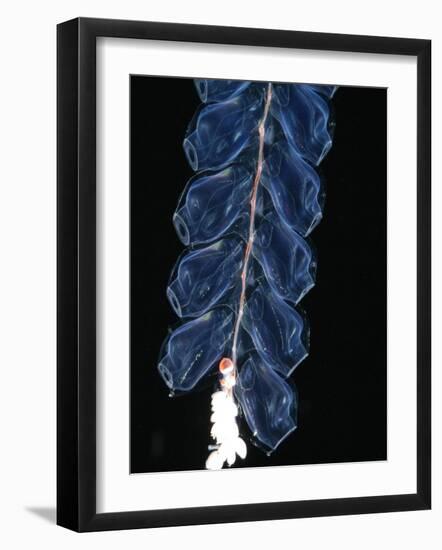 Deep Sea Siphonophore, Hydrozoan Cnidarian, 2503 Ft, Gulf of Maine-David Shale-Framed Photographic Print