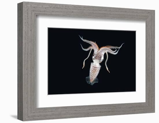 Deep Sea Squid Histioteuthis from Night-Time Rmt8 Frm Between 188 and 507M-David Shale-Framed Photographic Print