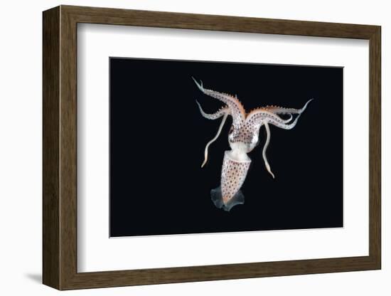 Deep Sea Squid Histioteuthis from Night-Time Rmt8 Frm Between 188 and 507M-David Shale-Framed Photographic Print