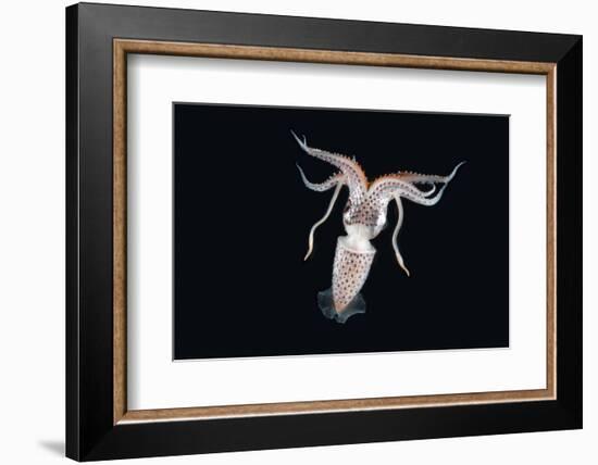 Deep Sea Squid Histioteuthis from Night-Time Rmt8 Frm Between 188 and 507M-David Shale-Framed Photographic Print