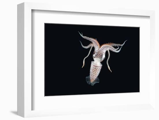 Deep Sea Squid Histioteuthis from Night-Time Rmt8 Frm Between 188 and 507M-David Shale-Framed Photographic Print