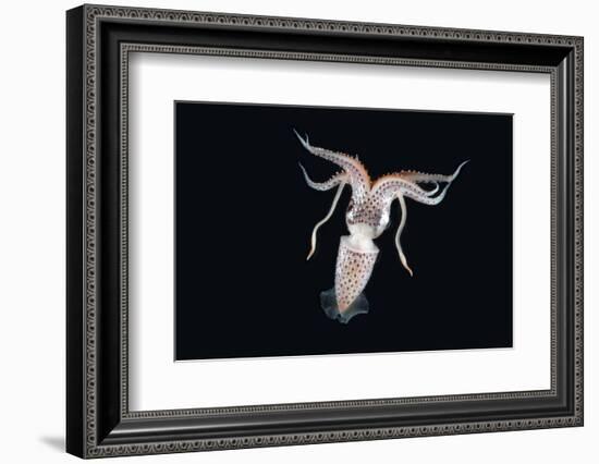 Deep Sea Squid Histioteuthis from Night-Time Rmt8 Frm Between 188 and 507M-David Shale-Framed Photographic Print