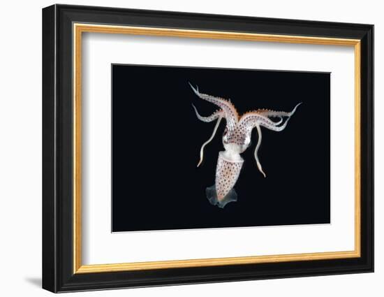 Deep Sea Squid Histioteuthis from Night-Time Rmt8 Frm Between 188 and 507M-David Shale-Framed Photographic Print