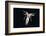 Deep Sea Squid Histioteuthis from Night-Time Rmt8 Frm Between 188 and 507M-David Shale-Framed Photographic Print