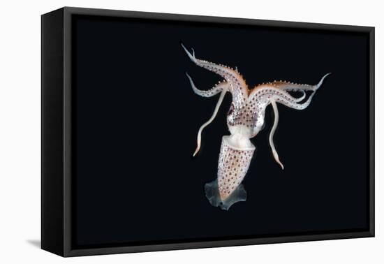 Deep Sea Squid Histioteuthis from Night-Time Rmt8 Frm Between 188 and 507M-David Shale-Framed Premier Image Canvas