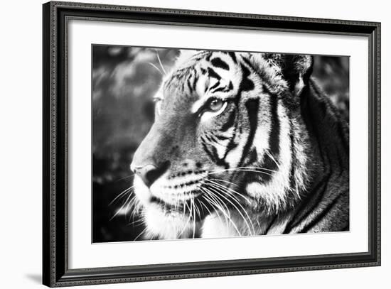 Deep Tiger-Gail Peck-Framed Photo