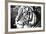 Deep Tiger-Gail Peck-Framed Photo