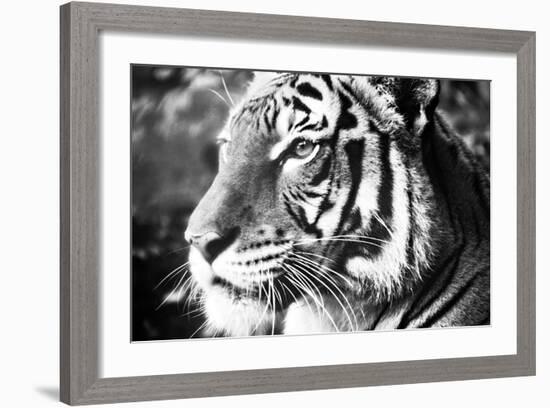 Deep Tiger-Gail Peck-Framed Photo