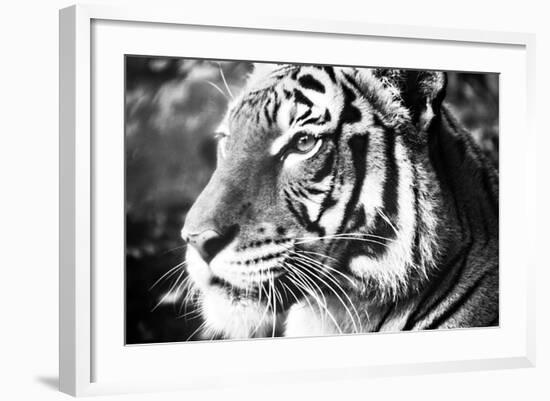 Deep Tiger-Gail Peck-Framed Photo