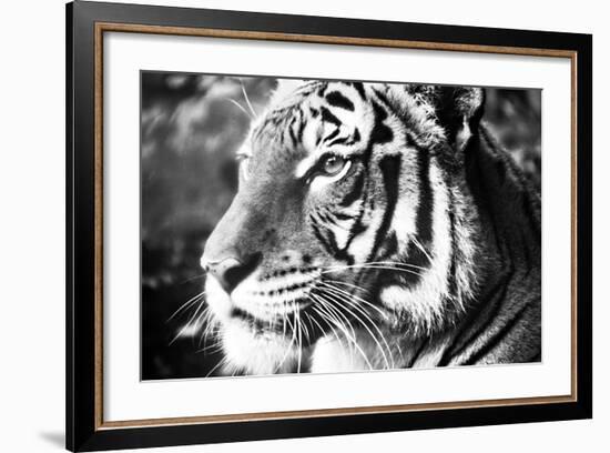 Deep Tiger-Gail Peck-Framed Photo