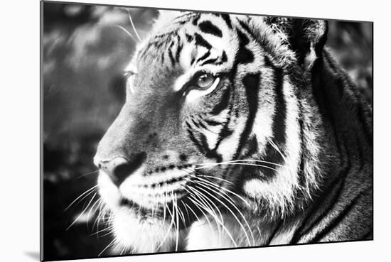 Deep Tiger-Gail Peck-Mounted Photo