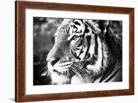 Deep Tiger-Gail Peck-Framed Photo