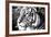 Deep Tiger-Gail Peck-Framed Photo