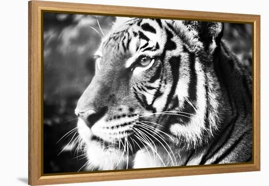 Deep Tiger-Gail Peck-Framed Stretched Canvas