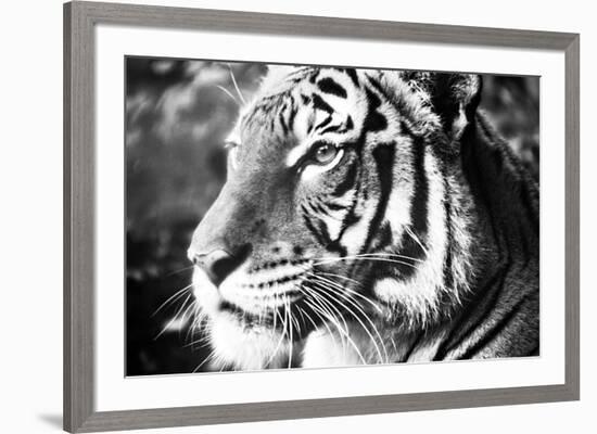 Deep Tiger-Gail Peck-Framed Photo