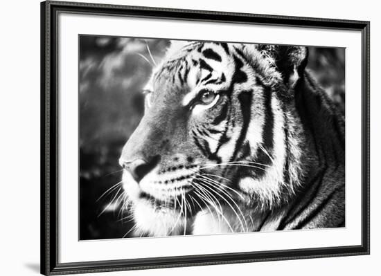 Deep Tiger-Gail Peck-Framed Photo