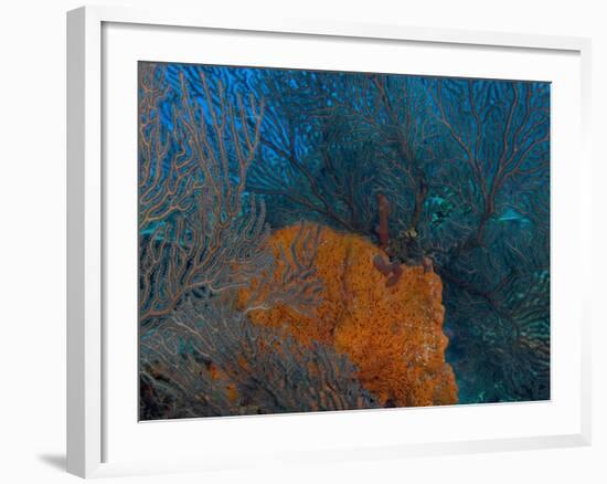 Deep Water Sea Fan and Encrusting Orange Sponge, Hol Chan Marine Preserve, Barrier Reef, Belize-Stuart Westmoreland-Framed Photographic Print